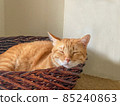 The orange cat sleeping in the dark brown basket 85240863