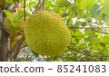 Big jackfruit on the tree in the garden in Thailand 85241083