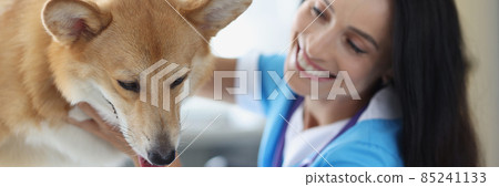 Smiling veterinarian doctor conducts physical examination of dog Smiling veterinarian doctor conducts physical examination of dog 85241133