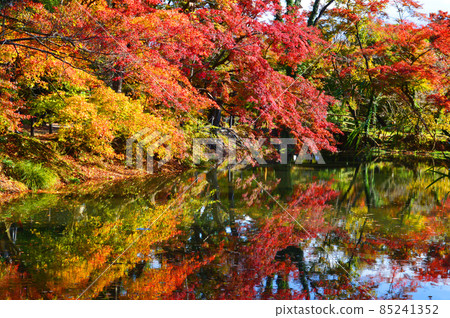 The upside-down autumn leaves of the Nakaragi no Mori in the Kyoto Botanical Gardens in autumn are beautiful. 85241352