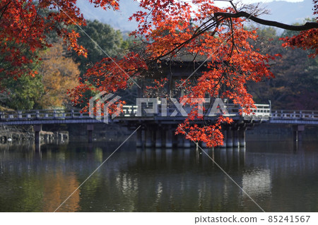 奈良公園秋葉 85241567