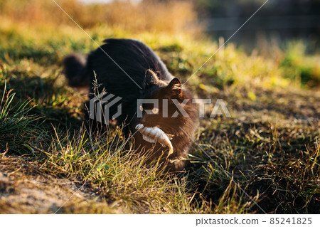 Homeless hungry black cat catching fish with fisherman on the river bank. Stray hungry black cat gets food Homeless hungry black cat catching fish with fisherman on the river bank. Stray hungry black cat gets food 85241825