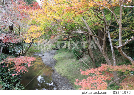 Best matching of autumn leaves and streams 85241973