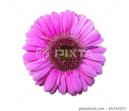 Pink chrysanthemums on a white isolated background. 85242072