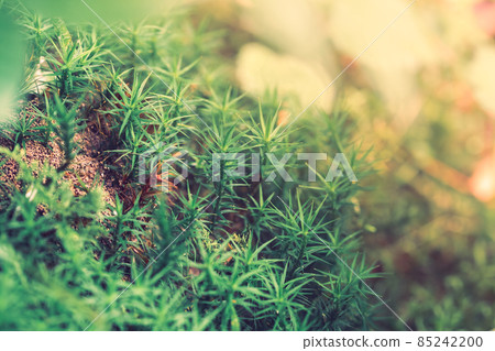Peat Moss Sphagnum in the forest background 85242200
