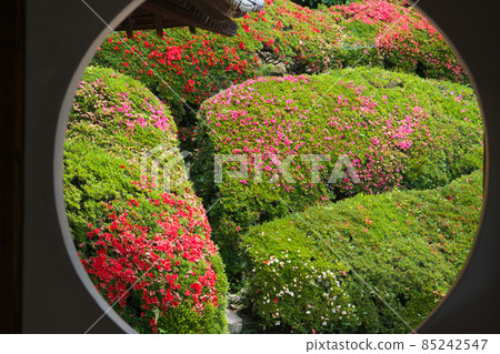 [Setouchi 33 Kannon Sacred Ground] No. 13 Satsuki Flower of Qinghai Wave through the circular window of Yorikuji Temple 4 Takahashi City, Okayama Prefecture 85242547