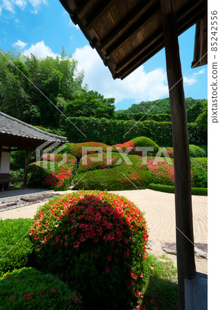 [Setouchi 33 Kannon Sacred Ground] No. 13 Satsuki and Qinghai wave made of balls at Ryokuji Temple and blue sky in early summer Takahashi City, Okayama Prefecture 85242556