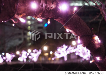 Illuminations winter cherry blossoms Illuminations winter cherry blossoms 85242630