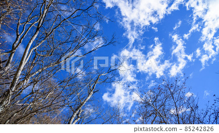 寒冷的天空和枯死的樹木 85242826