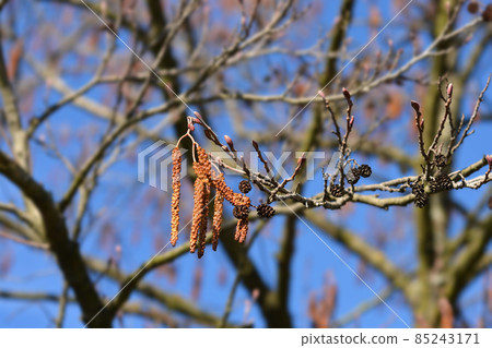 European black alder European black alder 85243171
