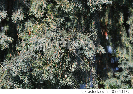 Irish Yew Irish Yew 85243172