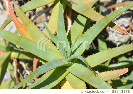 Torch aloe 85243178