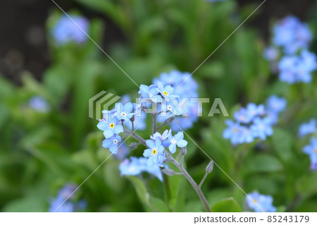 Ultramarine forget-me-not 85243179