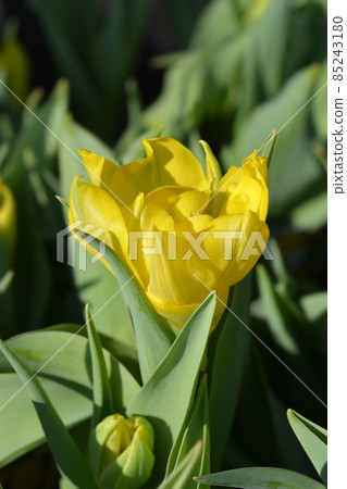 Tulip Yellow Baby 85243180