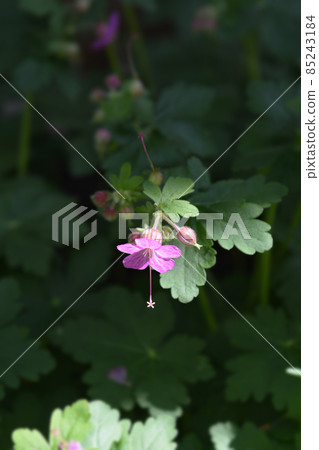 Rock cranesbill Rock cranesbill 85243184
