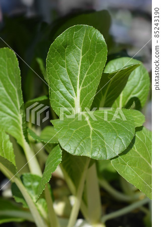Bok choy Bok choy 85243190