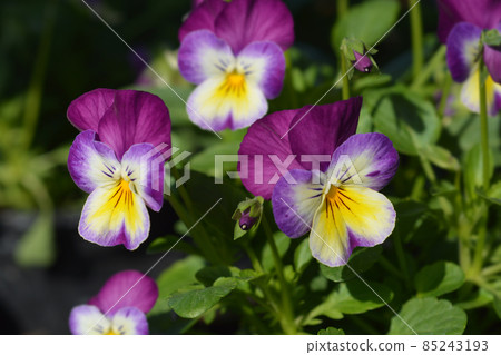 Horned violet Horned violet 85243193