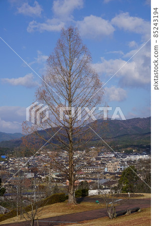 Metasequoia (deciduous winter state where the tree shape is known) Metasequoia (deciduous winter state where the tree shape is known) 85243194