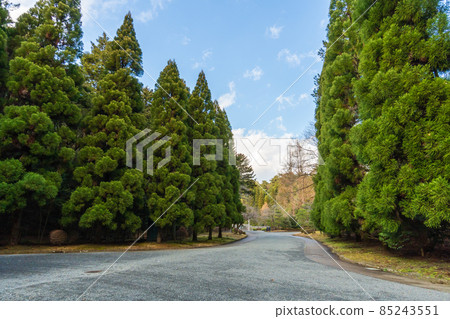 The approach to the cedar avenue of Tama Imperial Mausoleum, Tokyo 85243551