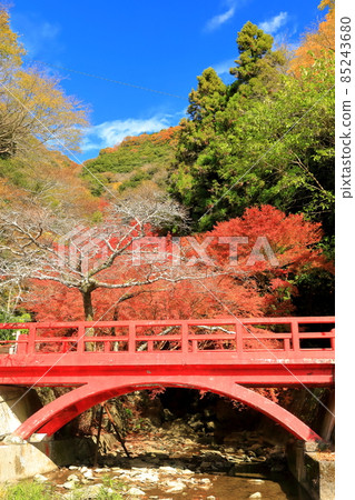 [愛媛縣] 白瀧公園的紅葉 85243680