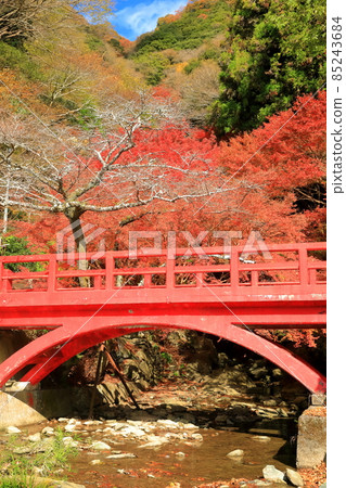 [愛媛縣] 白瀧公園的紅葉 85243684