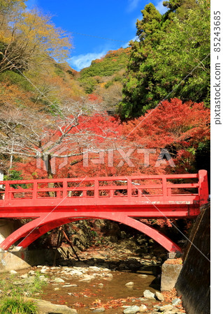 [Ehime Prefecture] Autumn leaves in Shirataki Park 85243685