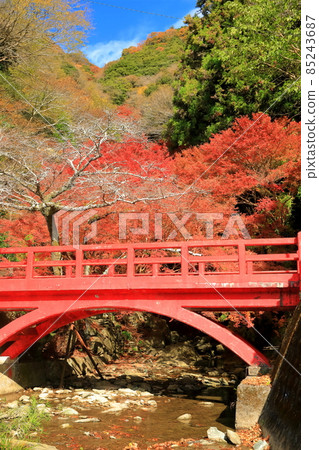 [愛媛縣] 白瀧公園的紅葉 85243687