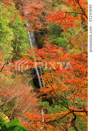 [愛媛縣] 白瀧公園女性瀑布的秋葉 85243695