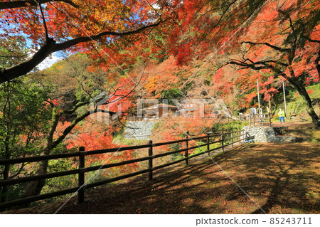 [Ehime Prefecture] Autumn leaves at Shirataki Park's autumn leaves 85243711