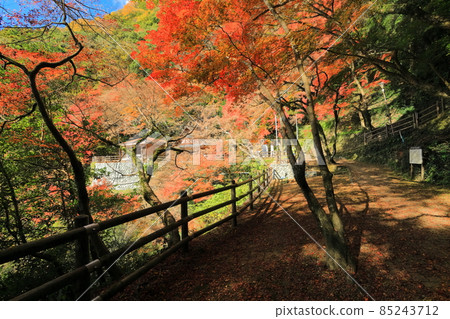 [Ehime Prefecture] Autumn leaves at Shirataki Park's autumn leaves 85243712