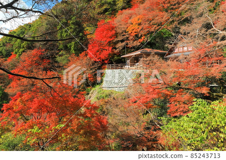 [愛媛縣] 白瀧公園的紅葉 85243713