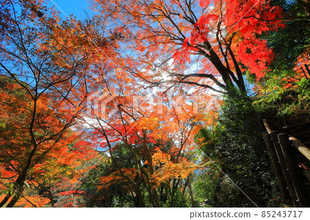 [愛媛縣] 白瀧公園的紅葉 85243717