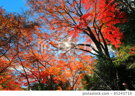 [Ehime Prefecture] Autumn leaves in Shirataki Park 85243718