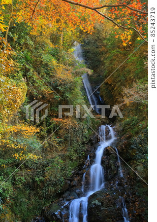 [Ehime Prefecture] Autumn leaves of the female waterfall in Shirataki Park 85243719