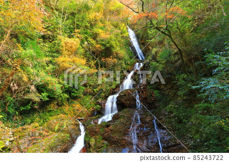 [Ehime Prefecture] Autumn leaves of the female waterfall in Shirataki Park 85243722