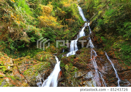 [愛媛縣] 白瀧公園女性瀑布的秋葉 85243726