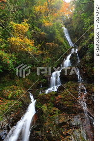 [愛媛縣] 白瀧公園女性瀑布的秋葉 85243727