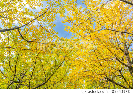 Ginkgo bunches Ginkgo bunches 85243978