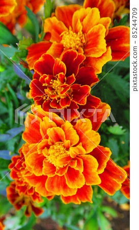 萬壽菊花卉景觀 萬壽菊花卉景觀 85244709