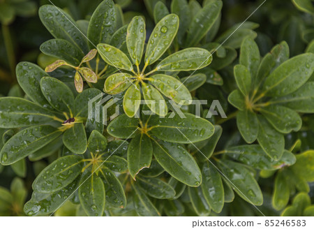 Water drops on Schefflera actinophylla leaves. 85246583