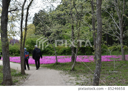 A couple strolling through a field of turf cherry blossoms 85246658