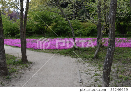A field of turf cherry blossoms in the forest 85246659