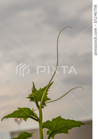Blooming cucumbers leaves in the garden for food and health. 85246706