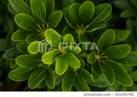 Water drops on Schefflera actinophylla leaves. 85246708