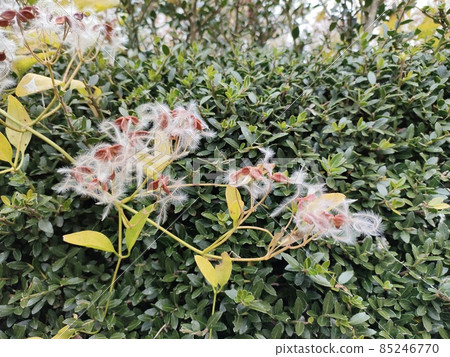 鐵線蓮(Clematis)的種子(埼玉縣深谷市) 鐵線蓮(Clematis)的種子(埼玉縣深谷市) 85246770