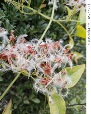 Seeds of the Clematis (Clematis) (Fukaya City, Saitama Prefecture) 85246771