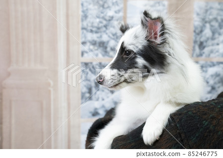 Sheltie 肩部輪廓 Sheltie 肩部輪廓 85246775