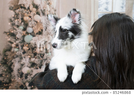 Sheltie 肩部輪廓 Sheltie 肩部輪廓 85246868