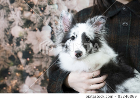 Sheltie 被一個女人抱在懷裡 Sheltie 被一個女人抱在懷裡 85246869