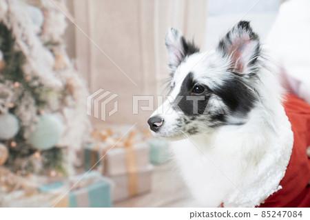 Sheltie 穿著聖誕老人的服裝,被一個女人抱在懷裡 Sheltie 穿著聖誕老人的服裝,被一個女人抱在懷裡 85247084